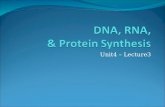 Unit4 – Lecture3. DNA DNA = De-oxy-ribo-nucleic Acid “blueprint” for traits double helix shape composition: polymer of nucleotide monomers nucleotide.