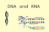 DNA and RNA. 2 Replication Facts DNA has to be copied before a cell dividesDNA has to be copied before a cell divides DNA is copied during the S or synthesis.