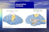 Association Cortices. Structure of the Human Neocortex Including Association Cortices.