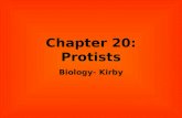 Chapter 20: Protists Biology- Kirby. 20-1: The Kingdom Protista Protist- any organism that is not a plant, animal, fungus, or prokaryote. Protists are.