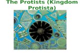 The Protists (Kingdom Protista). - Found in the domain eukarya. - Protista is likely not one kingdom, it probably consists of many kingdoms. Scientists.