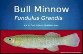 Bull Minnow Fundulus Grandis A.K.A. Gulf Killifish, Mud Minnows.
