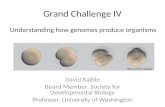 Grand Challenge IV Understanding how genomes produce organisms David Raible Board Member, Society for Developmental Biology Professor, University of Washington.