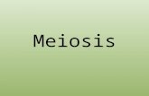 Meiosis. Reproduction Mitosis produces somatic cells (body cells) Somatic cells have 46 chromosomes (23 pairs) What if somatic cells were involved in.