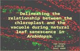 Delineating the relationship between the chloroplast and the vacuole during natural leaf senescence in Arabidopsis. Ian Evans 4/28/08 Biol 466H.