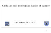 1 Cellular and molecular basics of cancer Yuri Volkov, Ph.D., M.D.