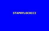 STAPHYLOCOCCI. INTRODUCTION Staphyloccocci - derived from Greek “stapyle” (bunch of grapes) Gram positive cocci arranged in clusters Hardy organisms surviving.