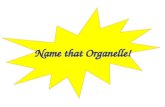 Name that Organelle!. Generate energy for the cell Mitochondria.