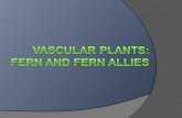 Tracheophytes: The Vascular Plants xxylem (for transporting water and mineral nutrients) pphloem (for transporting sugars from leaves to the rest.