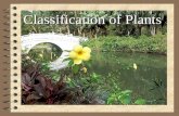 Classification of Plants Plant Kingdom Seed Plants Algae Mosses Ferns.