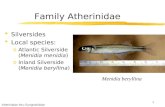 Atherinidae thru Syngnathidae 1 Family Atherinidae  Silversides  Local species: oAtlantic Silverside (Menidia menidia) oInland Silverside (Menidia beryllina)