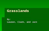 Grasslands By: Lauren, Clark, and Jack. Location Grasslands are located in Africa, Australia, South America, and India. The largest example of the grasslands.