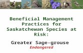 Beneficial Management Practices for Saskatchewan Species at Risk: Greater Sage-grouse Endangered.