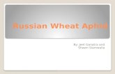 Russian Wheat Aphid By: Jeet Ganatra and Shawn Siamwalla.