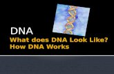 DNA.  Deoxyribonucleic acid  Genetic material  Material that determines inherited characteristics.  What does it look like?