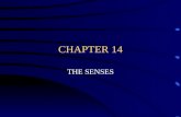CHAPTER 14 THE SENSES RECEPTORS RECEIVE INFORMATION AND SEND IT TO THE BRAIN FOR PROCESSING.