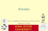 Ferrets Dr. N. Matthew Ellinwood, D.V.M., Ph.D. Febuary 6, 2012 I OWA S TATE U NIVERSITY C OLLEGE OF A GRICULTURE AND L IFE S CIENCES.