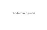 Endocrine System. Endo crine System “inside” “secrete” Odd organ system – Compared to nervous sys. & digestive sys. Endocrine glands usually not connected.