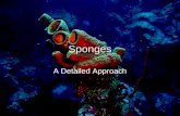 Sponges A Detailed Approach. What makes a sponge? Asymmetrical or superficially radially symmetrical Three cell types Central cavity, or branching chambers.