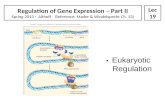 Eukaryotic Regulation Regulation of Gene Expression – Part II Spring 2013 - Althoff Reference: Mader & Windelspecht Ch. 13) Lec 19.