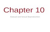 Chapter 10 Asexual and Sexual Reproduction. You Must Know The difference between asexual and sexual reproduction. The role of meiosis and fertilization.