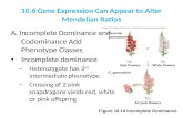 10.6 Gene Expression Can Appear to Alter Mendelian Ratios A. Incomplete Dominance and Codominance Add Phenotype Classes Incomplete dominance – Heterozygote.