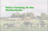 Dairy Farming in the Netherlands. Introduction Dairy farming an animal husbandry enterprise  to raise female cattle for long-term production of milk.