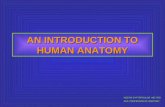 AN INTRODUCTION TO HUMAN ANATOMY KOSTIS GYFTOPOULOS MD, PhD ASS. PROFESSOR OF ANATOMY.
