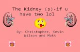 The Kidney (s)-if u have two lol By: Christopher, Kevin Wilson and Matt.