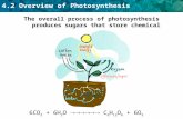4.2 Overview of Photosynthesis The overall process of photosynthesis produces sugars that store chemical energy. 6CO 2 + 6H 2 O  C 6 H 12 O 6 + 6O.