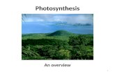 Photosynthesis An overview 1. Objectives SWBAT describe the process of photosynthesis SWBAT relate producers to photosynthesis 2.
