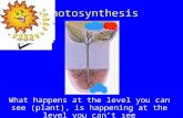 Photosynthesis What happens at the level you can see (plant), is happening at the level you can’t see (chloroplast).