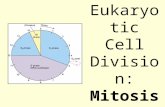Eukaryotic Cell Division: Mitosis. Pre-Assessment 1. Examine the picture of the cell. What phase is the cell in? A. prophase B. anaphase C. metaphase.
