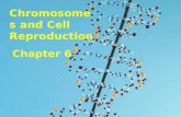 Chromosomes and Cell Reproduction Chapter 6. chromosomes Section 6-1.