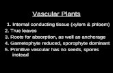 Vascular Plants 1. Internal conducting tissue (xylem & phloem) 2. True leaves 3. Roots for absorption, as well as anchorage 4. Gametophyte reduced, sporophyte.