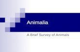 Animalia A Brief Survey of Animals. The study of animals is referred to as zoology. Animals are the largest of the 6 kingdoms, and exhibit a great diversity.