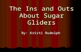 The Ins and Outs About Sugar Gliders By: Kristi Rudolph.