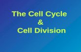 The Cell Cycle & Cell Division. The Cell Cycle Cycle.