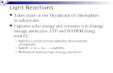 Light Reactions Takes place in the Thylakoids of chloroplasts in eukaryotes Captures solar energy and converts it to Energy storage molecules ATP and NADPH.