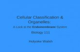 Cellular Classification & Organelles: A Look at the Endomembrane System Biology 111 Holyoke Walsh.
