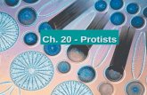 1 Ch. 20 - Protists. 2 20–1 The Kingdom Protista  What Is a Protist? diverse group diverse group may include more than 200,000 species may include more.
