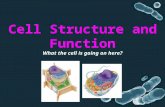 Cell Structure and Function What the cell is going on here?