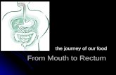 From Mouth to Rectum the journey of our food. Gastrointestinal (Digestive System) Overview What is digestion? What is digestion? Digestion is the process.