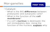 Mor-ganelles  Catalyst:  What is the BIG difference between prokaryotic and eukaryotic cells?  What is the function of the cell membrane?  If a cell’s.