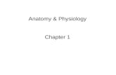 Anatomy & Physiology Chapter 1. Figure 01.12 Body Systems.