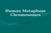 Human Metaphase Chromosomes. Molecular Biology Experiment Experiment Objectives Preparing, staining and observing human metaphase chromosomes.Preparing,