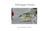Michigan Fishes 23 October 2012. Michigan Fishes Michigan dominates Great Lakes watershed Shoreline = 3,288 miles (2 nd to Alaska) Over 35,000 inland.