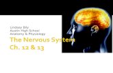 The Nervous System Ch. 12 & 13 Lindsey Bily Austin High School Anatomy & Physiology.
