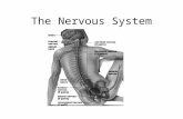 The Nervous System. Function the major controlling, regulatory, and communicating system in the body. the center of all mental activity including thought,
