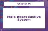 Male Reproductive System Chapter 16. Combining Forms for the Male Reproductive System balan/obalanoplasty epididym/oepididymitis.